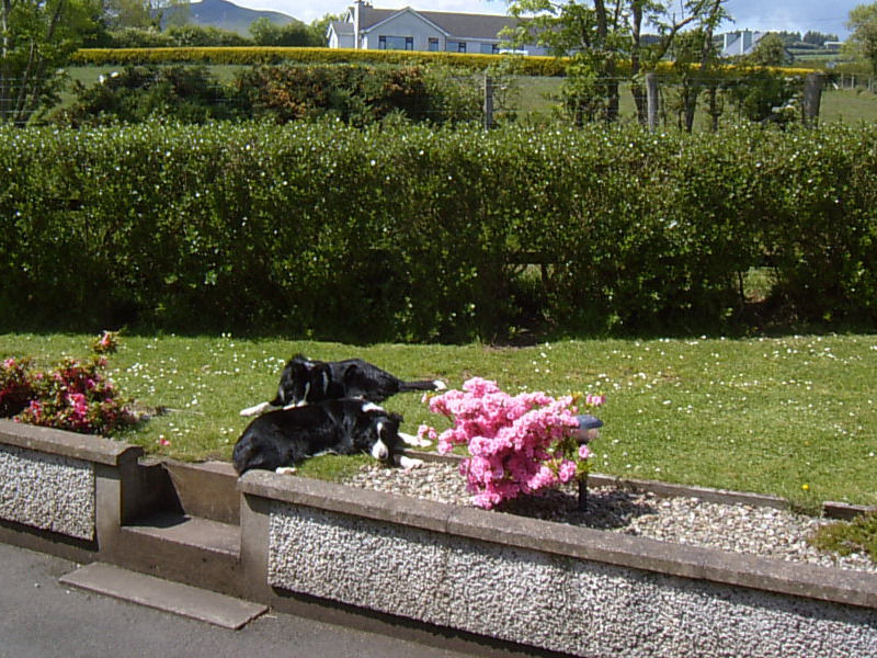 Garron View Bed and Breakfast Cushendall Buitenkant foto