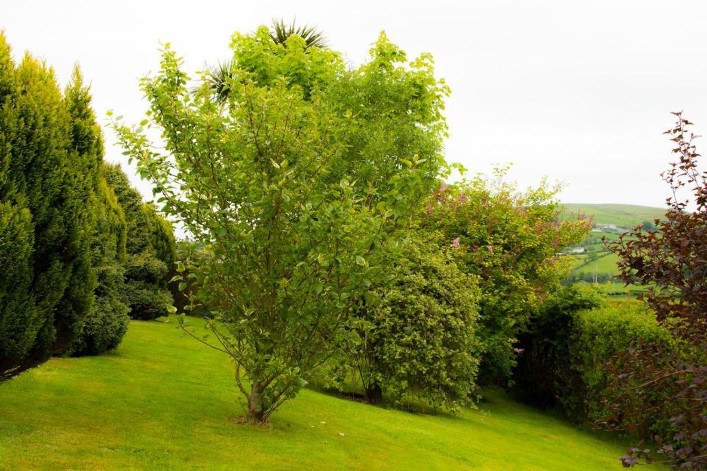 Garron View Bed and Breakfast Cushendall Buitenkant foto